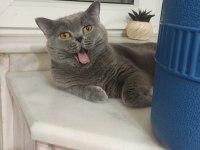British Shorthair Yetişkin