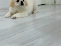 Safkan ırk garantili pekinez yavrular