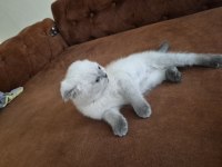 Scottish Fold Kedisi