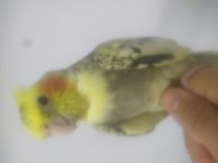 Evcil sultan papağanı açıklamayı okuyun!!!!