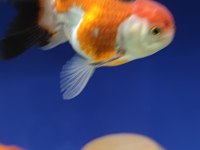 Oranda Japon balığı