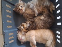 British shorthair yavru