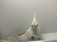 BEMBEYAZ Wİ-Fİ KIRMIZI GÖZ SULTAN PAPAĞANI