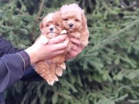 SEVİMLİ MALTİPOO YAVRULARI