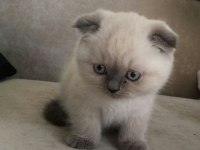 Longhair scottish fold çok uygun bebekler