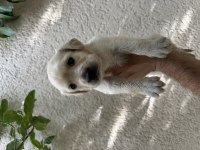 A Kalite Golden Retriever Yavrular