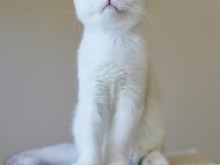 Anne baba şecereli scottish fold