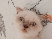 Scottish Fold Blue Point