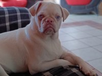 Platinum Pink Pug Mops