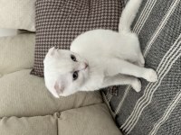 Scottish Fold Ve Scottish Straight