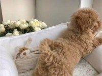 Toy poodle den farksız teacup maltipoo daha uygunu yok