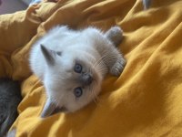 2 aylık blue point yavru scottish fold