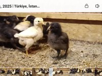 Köy civcivleri
