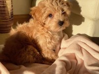 Birinci Sınıf Maltipoo Yavruları