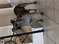 French bulldog
