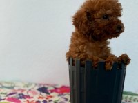 A Scrli̇ Ev Üreti̇mi̇ Toy Poodle Yavrularimiz