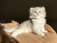 Blue Golden Ay11 Mükemmel Kalite British Longhair