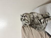 Scottish fold yavrularımız