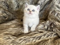 British shorthair ırkının en güzel örnekleri