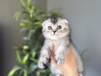 SCOTTISH FOLD IRK GARANTİLİ YAVRULARIM 