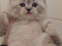 British Longhair Kedimiz İçin Ulaşın
