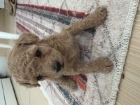 Tekirdağ minyatür Poodle 2 aylık
