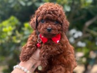 Sevimli Toy Poodle Yavrularımız