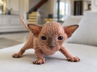 A KALİTE ŞECERELİ SAFKAN KANADA SPHYNX