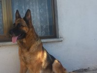 Köpek değil dost arayanlara alman kurdu