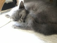 3 aylık british shorthair
