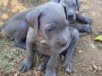 Cane corso korumaci sevimli yavrular