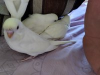 Evde beslediğim kuşlarımın yavruları