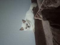British shorthair erkek