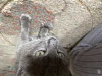 BRİTİSH SHORTHAİR KEDİSİ