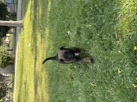 Safkan malinois