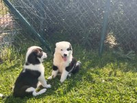 BORDER COLLIE YAVRULARIMIZ