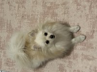 Dişi pomeranian 1 Yaşını doldurdu