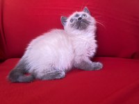Blue point british shorthair bebekler