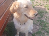 İnsan canlısı dişi golden retriever
