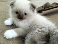 Mavi göz erkek kırık kulak scottish fold 2.5 aylık