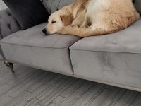 Sahiplendirme golden retriever