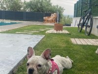 French Bulldog Köpeği