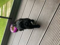 Maltipoo erkek dişi 2 aylık yavrular