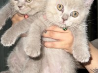 Yavru kardeşler british longhair