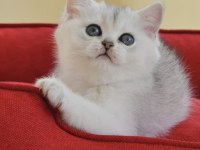 Oyuncu Kedimiz NS24 British Shorthair