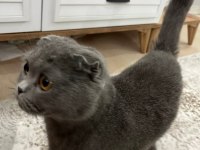 Scottish fold kedimiz