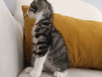 BEBEKLERE ACİL YUVA ARIYORUM EĞİTİM VAR