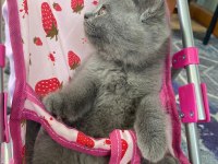 Güzeller Güzeli British Shorthair Yavrularımız