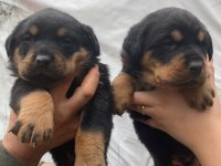 KOCA KAFA ROTTWEİLER BEBEKLER