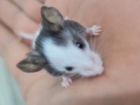 Panda mice fethiyeden tüm şehirlere